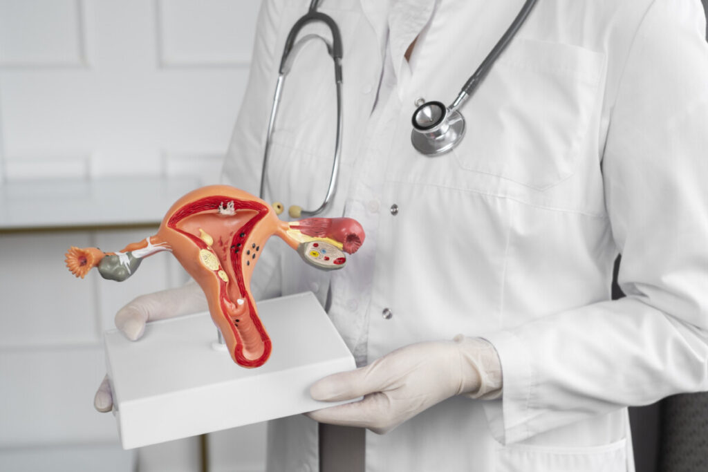 médico mostrando útero da mulher